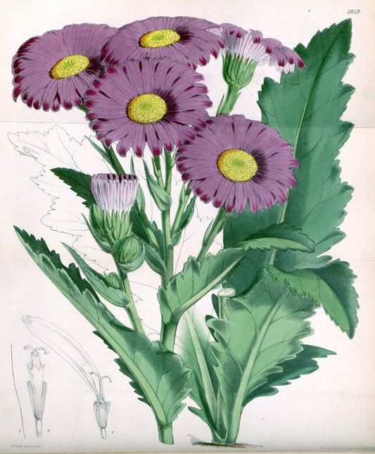 Curtis's botanical magazine. London ; New York [etc.] :Academic Press [etc.]. | "Botanical illustration" Botany Periodicals "Pictorial works" "Plants, Ornamental"  | Vintage Print Reproduction 452673