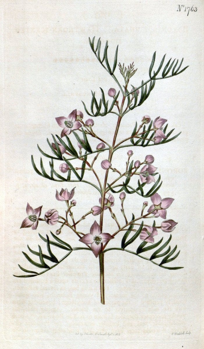 Curtis's botanical magazine. London ; New York [etc.] :Academic Press [etc.]. | "Botanical illustration" Botany Periodicals "Pictorial works" "Plants, Ornamental"  | Vintage Print Reproduction 452674