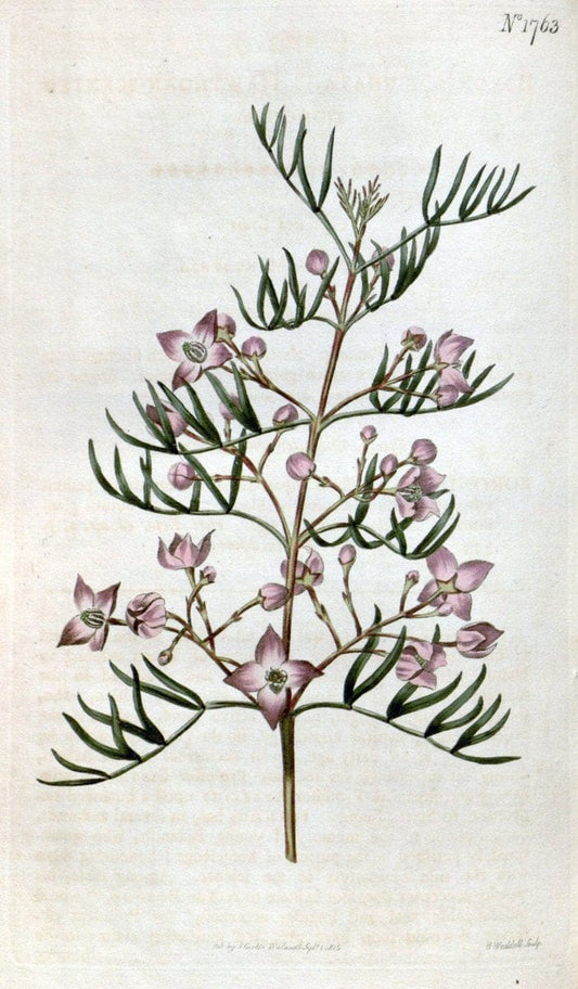 Curtis's botanical magazine. London ; New York [etc.] :Academic Press [etc.]. | "Botanical illustration" Botany Periodicals "Pictorial works" "Plants, Ornamental"  | Vintage Print Reproduction 452674