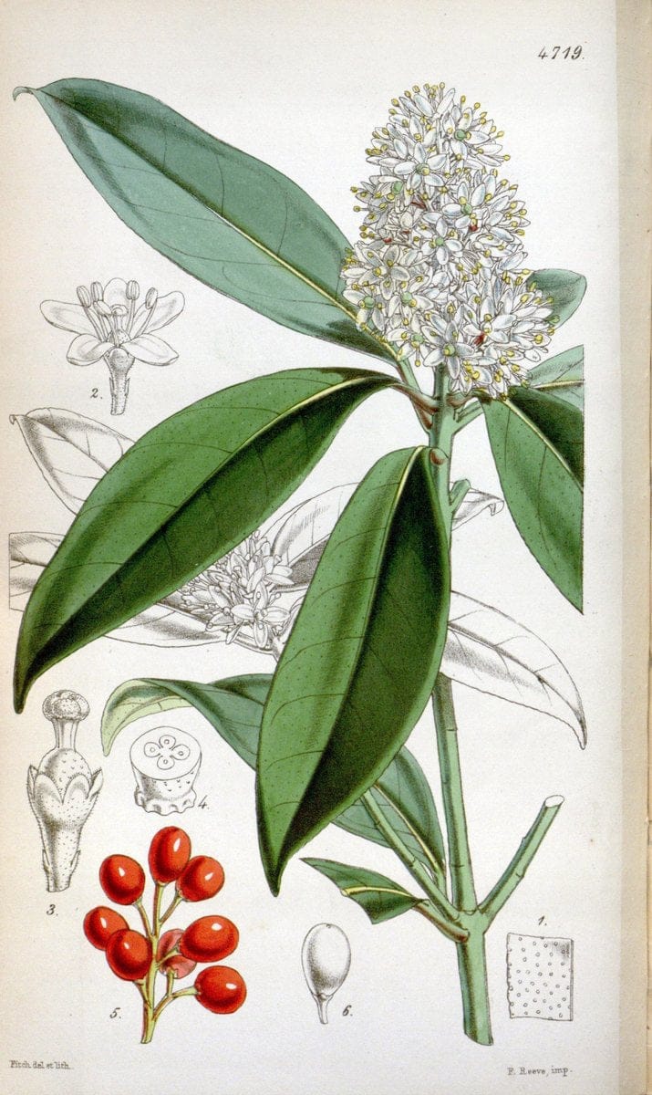 Curtis's botanical magazine. London ; New York [etc.] :Academic Press [etc.]. | "Botanical illustration" Botany Periodicals "Pictorial works" "Plants, Ornamental"  | Vintage Print Reproduction 452675
