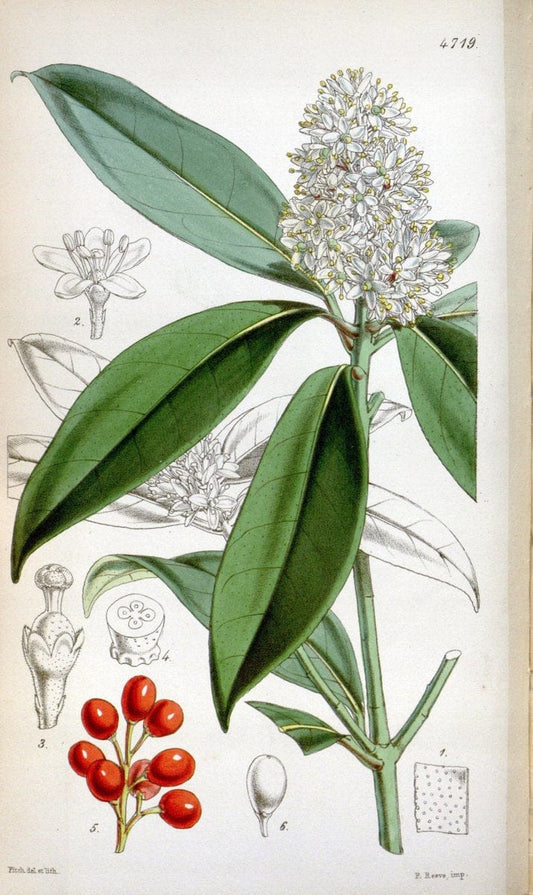 Curtis's botanical magazine. London ; New York [etc.] :Academic Press [etc.]. | "Botanical illustration" Botany Periodicals "Pictorial works" "Plants, Ornamental"  | Vintage Print Reproduction 452675