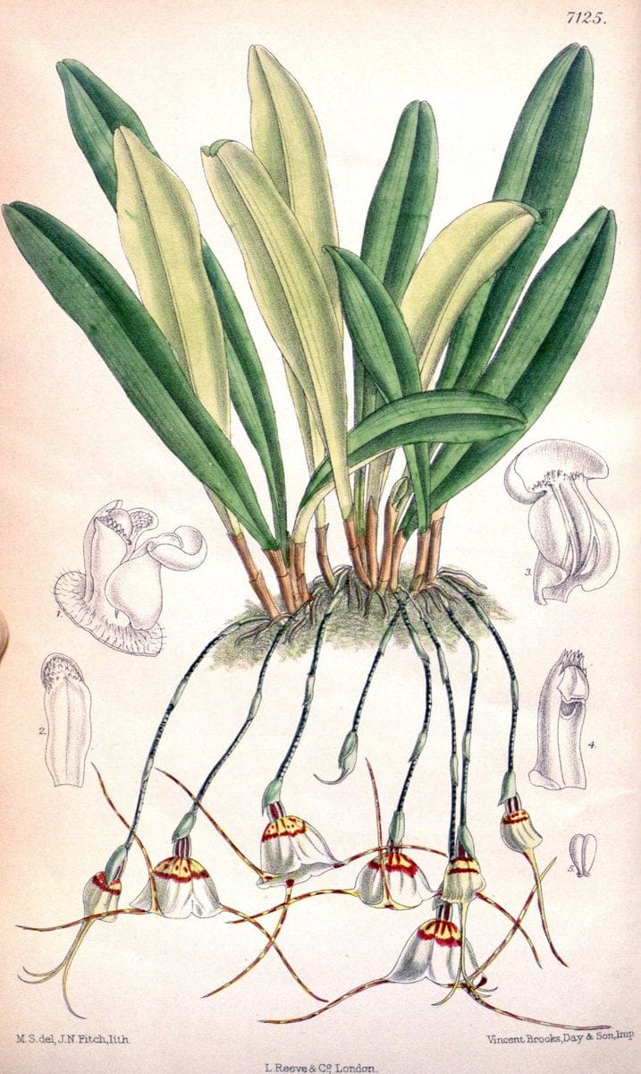 Curtis's botanical magazine. London ; New York [etc.] :Academic Press [etc.]. | "Botanical illustration" Botany Periodicals "Pictorial works" "Plants, Ornamental"  | Vintage Print Reproduction 452676