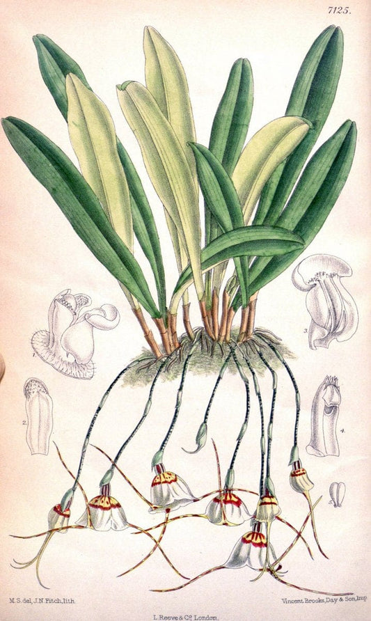 Curtis's botanical magazine. London ; New York [etc.] :Academic Press [etc.]. | "Botanical illustration" Botany Periodicals "Pictorial works" "Plants, Ornamental"  | Vintage Print Reproduction 452676