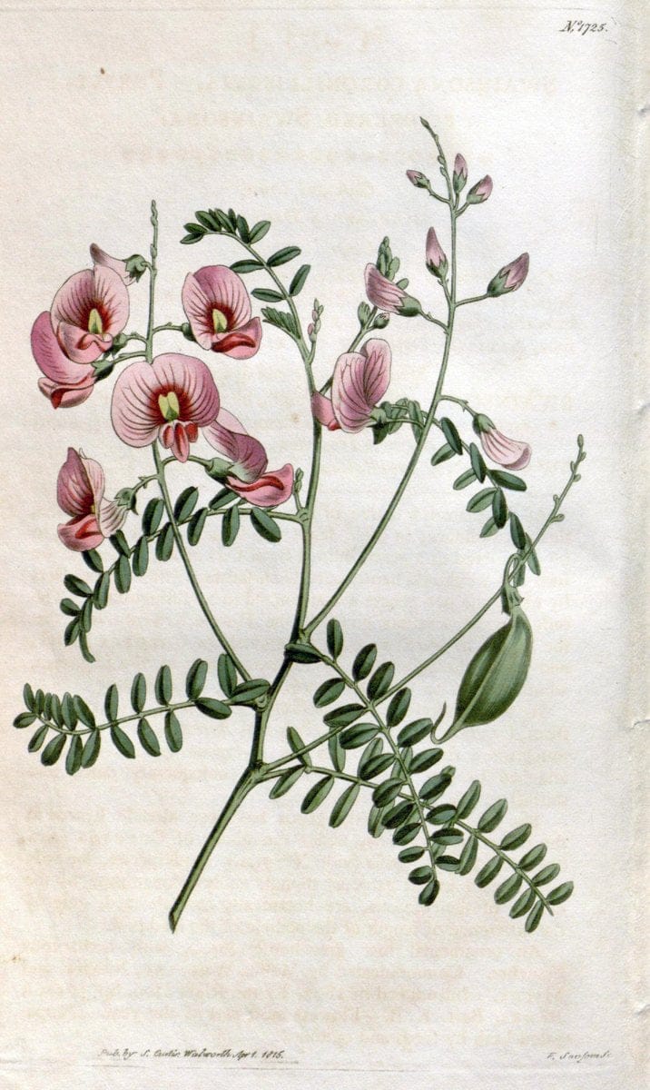 Curtis's botanical magazine. London ; New York [etc.] :Academic Press [etc.]. | "Botanical illustration" Botany Periodicals "Pictorial works" "Plants, Ornamental"  | Vintage Print Reproduction 452678