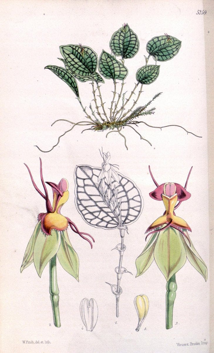 Curtis's botanical magazine. London ; New York [etc.] :Academic Press [etc.]. | "Botanical illustration" Botany Periodicals "Pictorial works" "Plants, Ornamental"  | Vintage Print Reproduction 452679