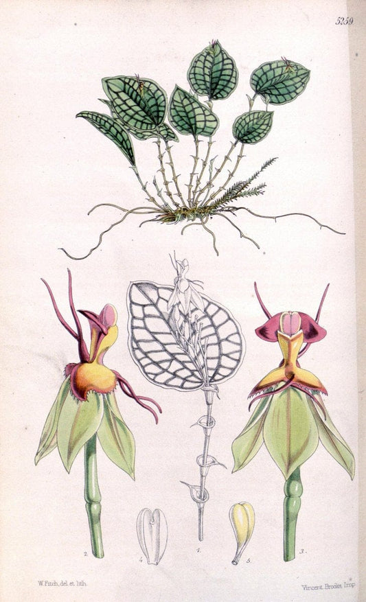 Curtis's botanical magazine. London ; New York [etc.] :Academic Press [etc.]. | "Botanical illustration" Botany Periodicals "Pictorial works" "Plants, Ornamental"  | Vintage Print Reproduction 452679