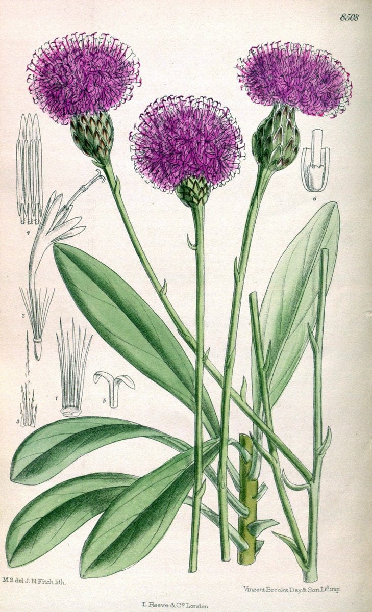 Curtis's botanical magazine. London ; New York [etc.] :Academic Press [etc.]. | "Botanical illustration" Botany Periodicals "Pictorial works" "Plants, Ornamental"  | Vintage Print Reproduction 452680