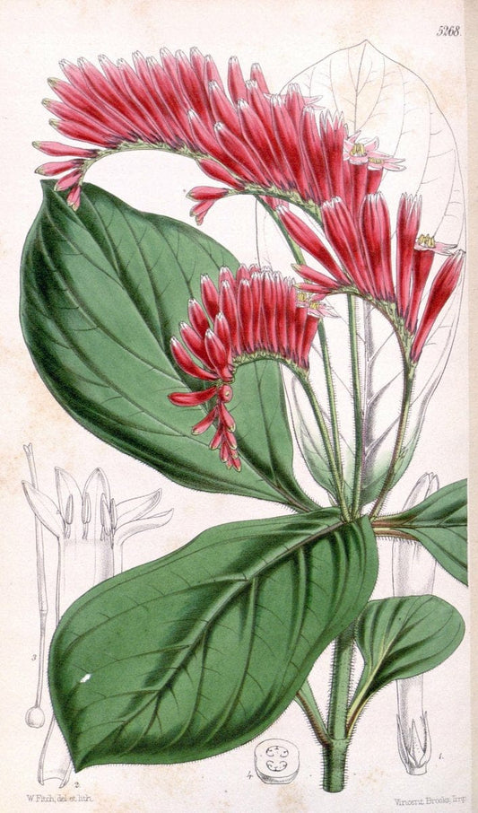Curtis's botanical magazine. London ; New York [etc.] :Academic Press [etc.]. | "Botanical illustration" Botany Periodicals "Pictorial works" "Plants, Ornamental"  | Vintage Print Reproduction 452681