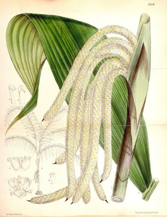 Curtis's botanical magazine. London ; New York [etc.] :Academic Press [etc.]. | "Botanical illustration" Botany Periodicals "Pictorial works" "Plants, Ornamental"  | Vintage Print Reproduction 452682