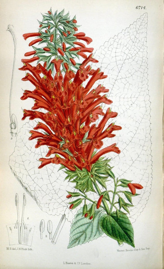 Curtis's botanical magazine. London ; New York [etc.] :Academic Press [etc.]. | "Botanical illustration" Botany Periodicals "Pictorial works" "Plants, Ornamental"  | Vintage Print Reproduction 452683