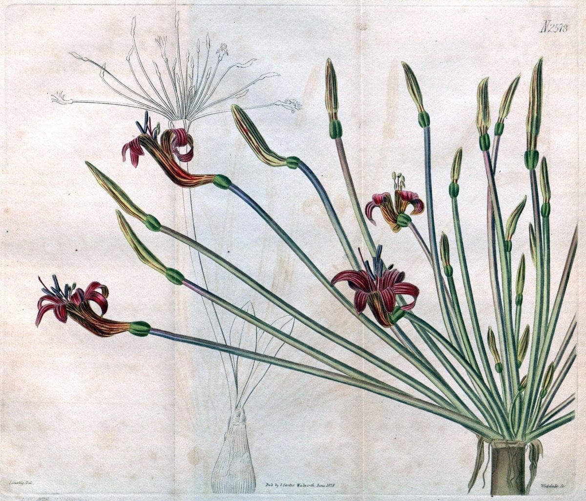 Curtis's botanical magazine. London ; New York [etc.] :Academic Press [etc.]. | "Botanical illustration" Botany Periodicals "Pictorial works" "Plants, Ornamental"  | Vintage Print Reproduction 452684