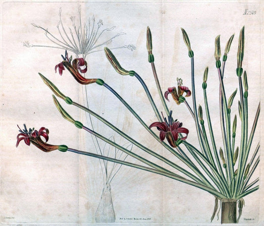 Curtis's botanical magazine. London ; New York [etc.] :Academic Press [etc.]. | "Botanical illustration" Botany Periodicals "Pictorial works" "Plants, Ornamental"  | Vintage Print Reproduction 452684