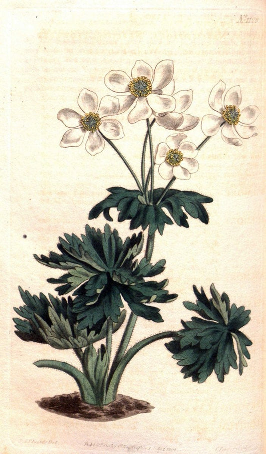 Curtis's botanical magazine. London ; New York [etc.] :Academic Press [etc.]. | "Botanical illustration" Botany Periodicals "Pictorial works" "Plants, Ornamental"  | Vintage Print Reproduction 452685