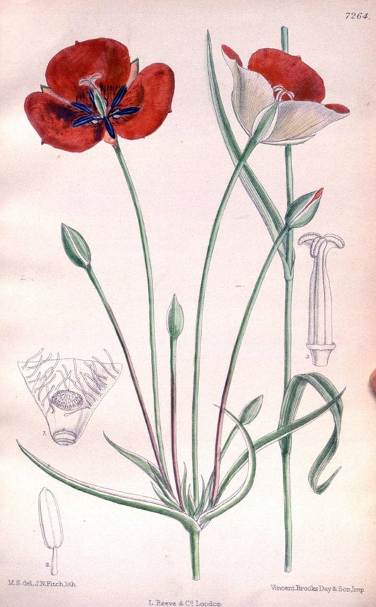 Curtis's botanical magazine. London ; New York [etc.] :Academic Press [etc.]. | "Botanical illustration" Botany Periodicals "Pictorial works" "Plants, Ornamental"  | Vintage Print Reproduction 452686