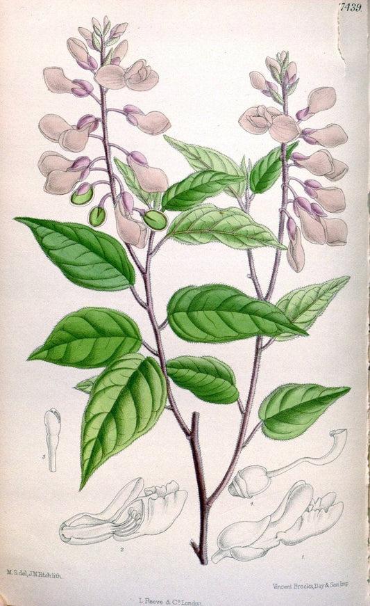 Curtis's botanical magazine. London ; New York [etc.] :Academic Press [etc.]. | "Botanical illustration" Botany Periodicals "Pictorial works" "Plants, Ornamental"  | Vintage Print Reproduction 452687