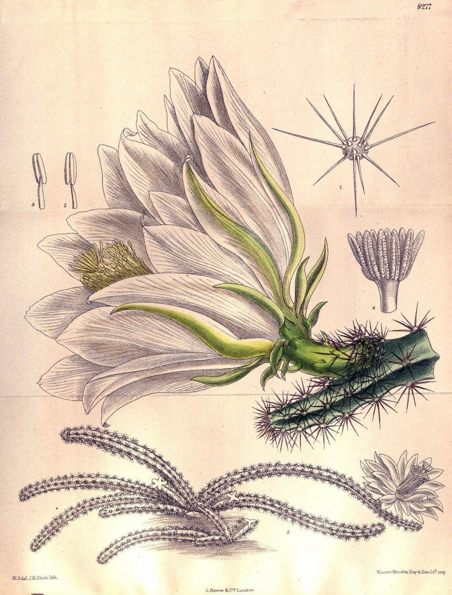 Curtis's botanical magazine. London ; New York [etc.] :Academic Press [etc.]. | "Botanical illustration" Botany Periodicals "Pictorial works" "Plants, Ornamental"  | Vintage Print Reproduction 452688