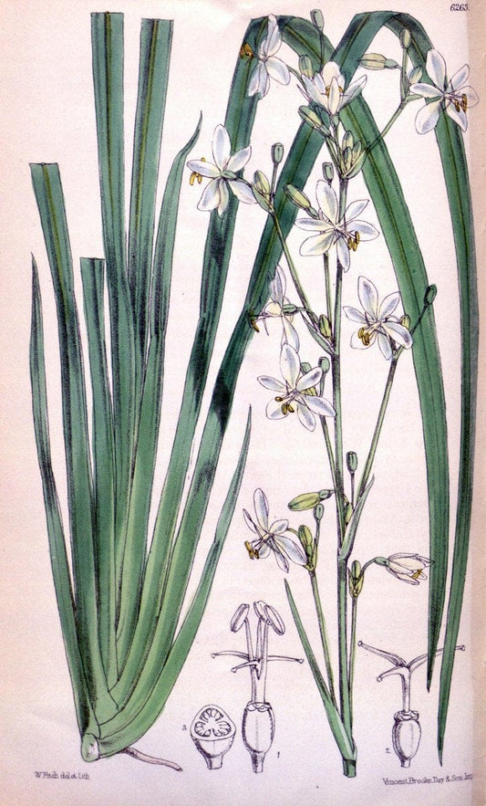 Curtis's botanical magazine. London ; New York [etc.] :Academic Press [etc.]. | "Botanical illustration" Botany Periodicals "Pictorial works" "Plants, Ornamental"  | Vintage Print Reproduction 452689