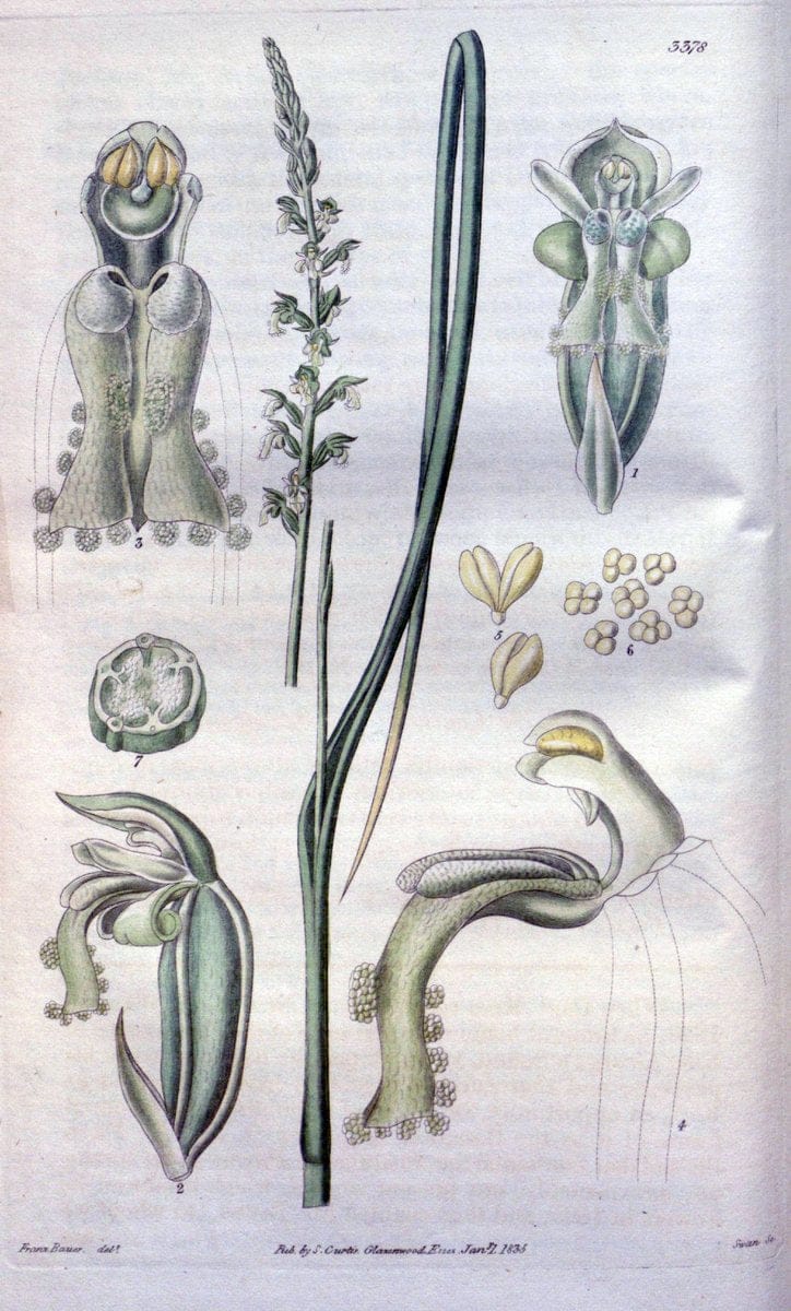 Curtis's botanical magazine. London ;New York [etc.] :Academic Press [etc.]. | Botany Periodicals "Pictorial works"  | Vintage Print Reproduction 452692
