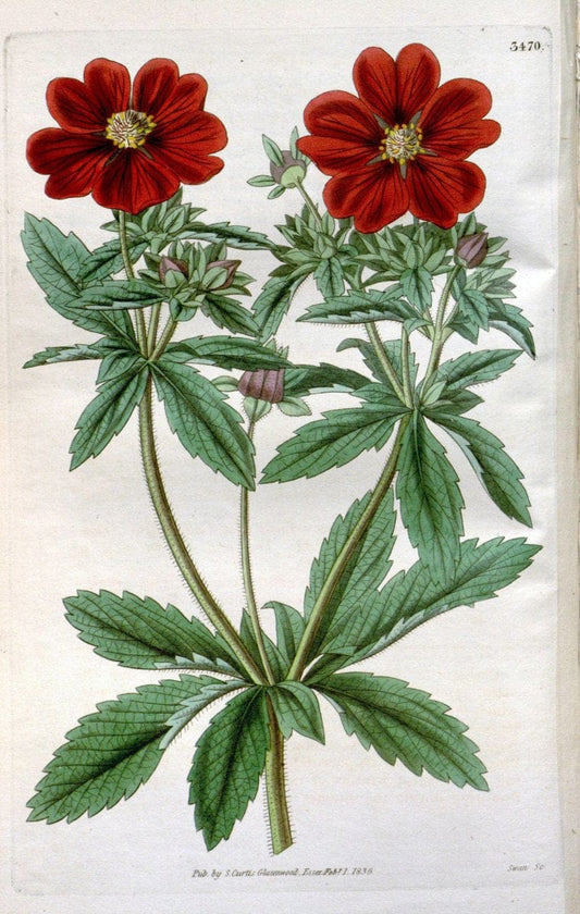 Curtis's botanical magazine. London ;New York [etc.] :Academic Press [etc.]. | Botany Periodicals "Pictorial works"  | Vintage Print Reproduction 452693