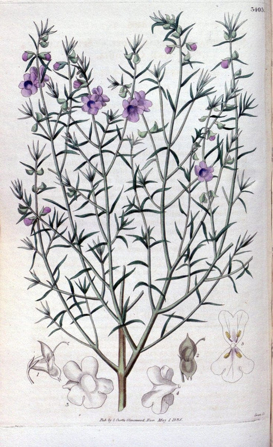Curtis's botanical magazine. London ;New York [etc.] :Academic Press [etc.]. | Botany Periodicals "Pictorial works"  | Vintage Print Reproduction 452695