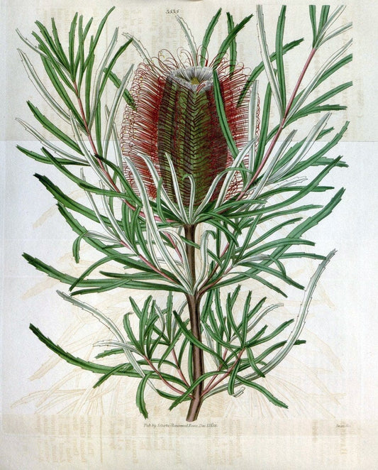 Curtis's botanical magazine. London ;New York [etc.] :Academic Press [etc.]. | Botany Periodicals "Pictorial works"  | Vintage Print Reproduction 452697
