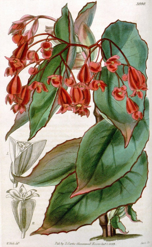 Curtis's botanical magazine. London ; New York [etc.] :Academic Press [etc.]. | "Botanical illustration" Botany Periodicals "Pictorial works" "Plants, Ornamental"  | Vintage Print Reproduction 452700