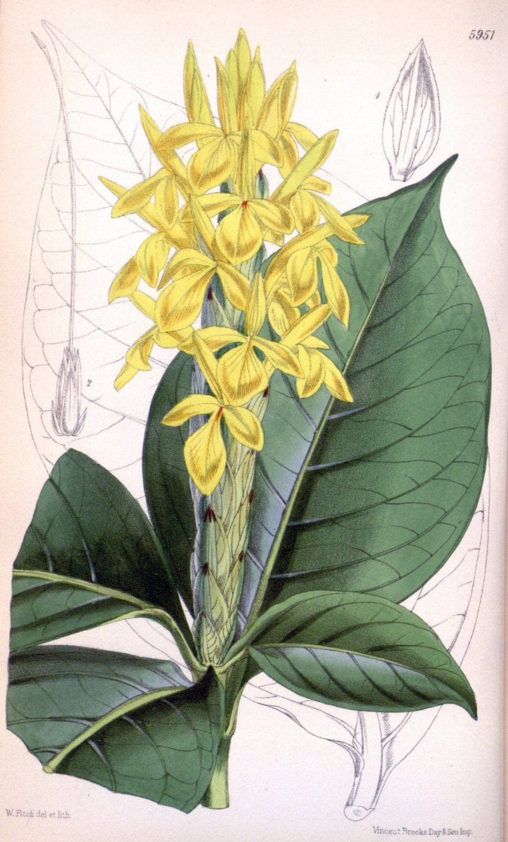 Curtis's botanical magazine. London ; New York [etc.] :Academic Press [etc.]. | "Botanical illustration" Botany Periodicals "Pictorial works" "Plants, Ornamental"  | Vintage Print Reproduction 452701