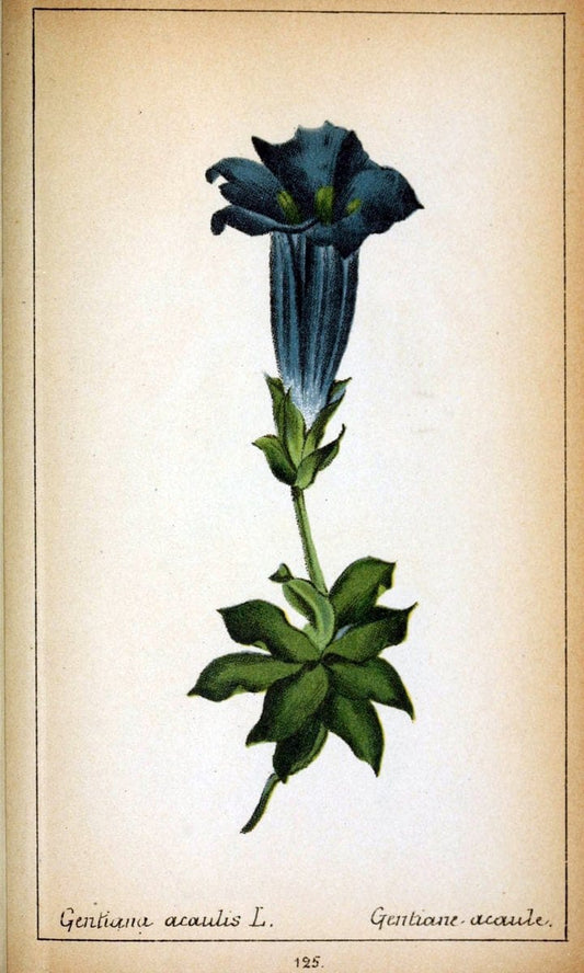 Choix de plantes de l'Europe centrale et particuliÃ¨rement de la Suisse et de la SavoieGe | Europe Central "Pictorial works" Plants "Savoy (France and Italy)" Switzerland  | Vintage Reproduction 452702