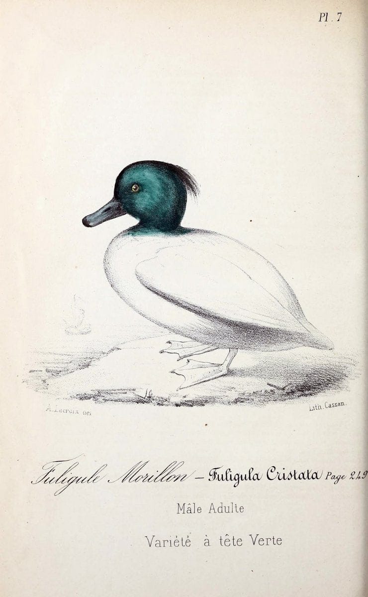 Catalogue raisonnÃ© des oiseaux observÃ©s dans les PyrÃ©nÃ©es franÃ Â§aises et les rÃ©gions limitrophes, . .Paris,BailliÃ¨re,1873-1875.  | "Field Museum Library" | Vintage Print Reproduction 452703