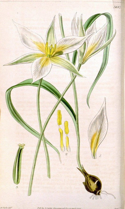Curtis's botanical magazine. London ; New York [etc.] :Academic Press [etc.]. | "Botanical illustration" Botany Periodicals "Pictorial works" "Plants, Ornamental"  | Vintage Print Reproduction 452705