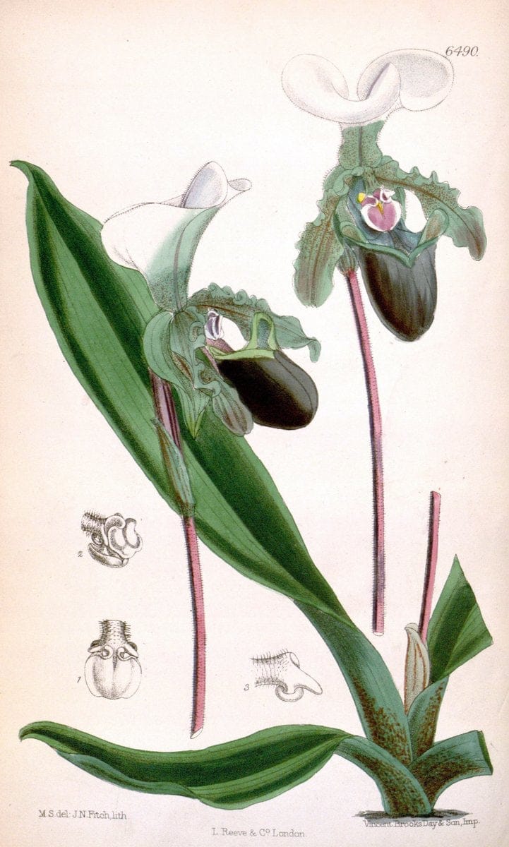 Curtis's botanical magazine. London ; New York [etc.] :Academic Press [etc.]. | "Botanical illustration" Botany Periodicals "Pictorial works" "Plants, Ornamental"  | Vintage Print Reproduction 452706