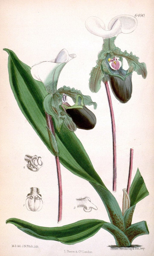 Curtis's botanical magazine. London ; New York [etc.] :Academic Press [etc.]. | "Botanical illustration" Botany Periodicals "Pictorial works" "Plants, Ornamental"  | Vintage Print Reproduction 452706