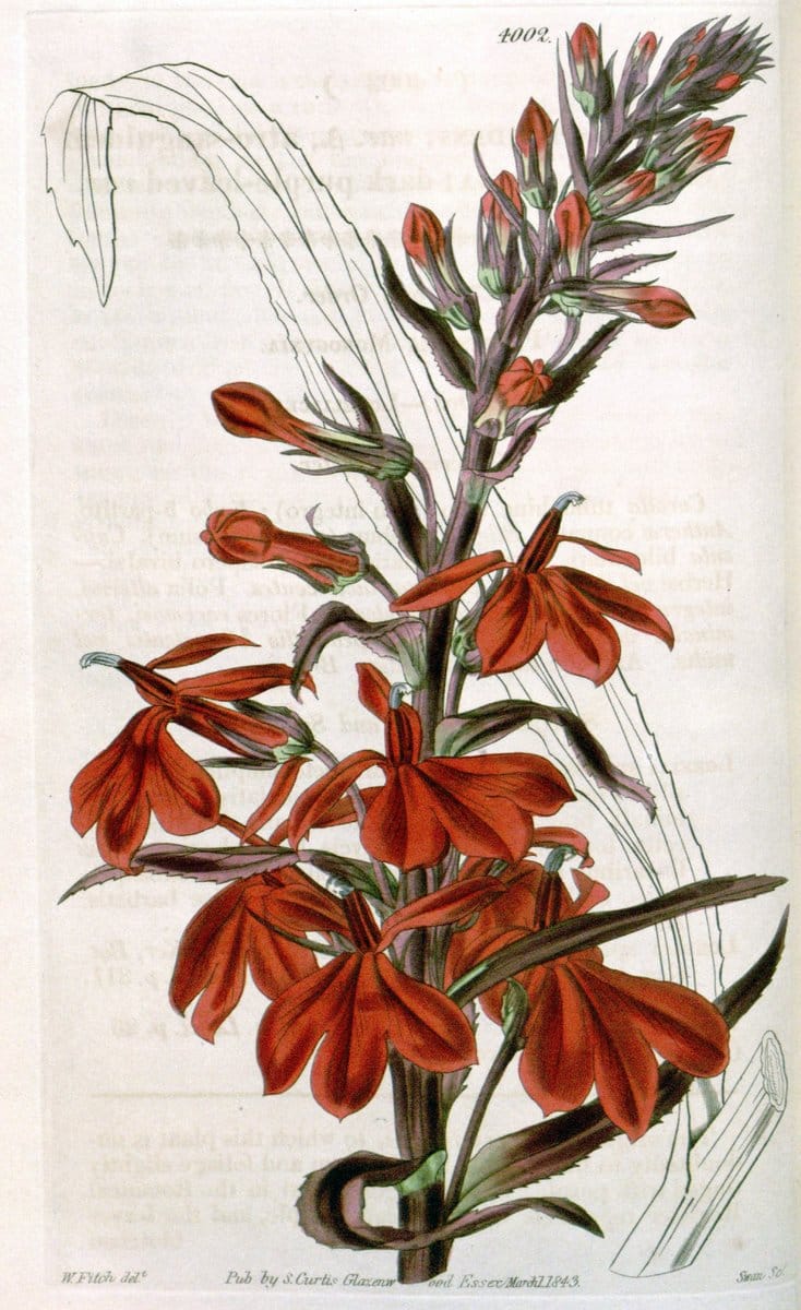 Curtis's botanical magazine. London ; New York [etc.] :Academic Press [etc.]. | "Botanical illustration" Botany Periodicals "Pictorial works" "Plants, Ornamental"  | Vintage Print Reproduction 452707
