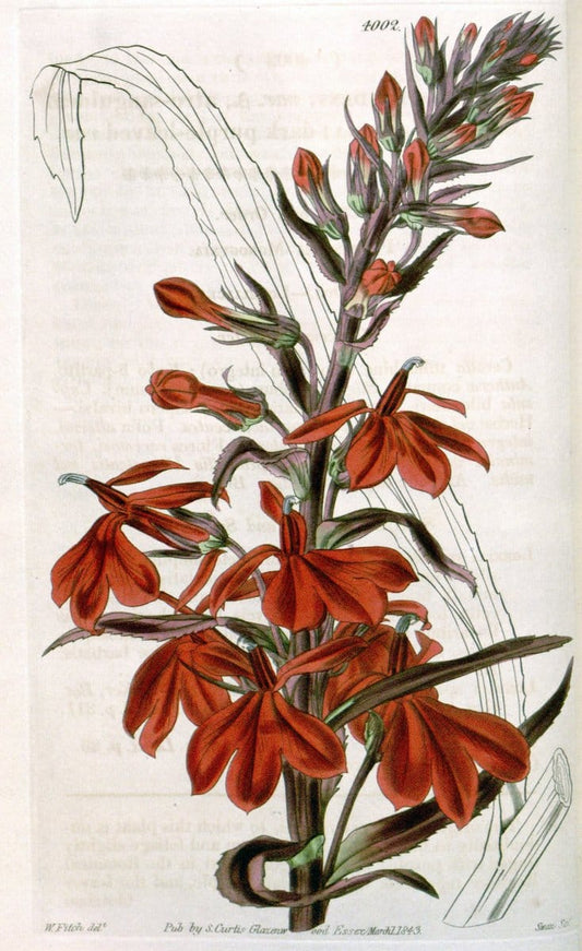 Curtis's botanical magazine. London ; New York [etc.] :Academic Press [etc.]. | "Botanical illustration" Botany Periodicals "Pictorial works" "Plants, Ornamental"  | Vintage Print Reproduction 452707