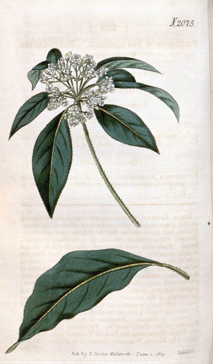 Curtis's botanical magazine. London ; New York [etc.] :Academic Press [etc.]. | "Botanical illustration" Botany Periodicals "Pictorial works" "Plants, Ornamental"  | Vintage Print Reproduction 452709