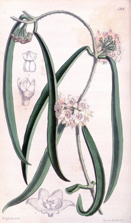 Curtis's botanical magazine. London ; New York [etc.] :Academic Press [etc.]. | "Botanical illustration" Botany Periodicals "Pictorial works" "Plants, Ornamental"  | Vintage Print Reproduction 452710