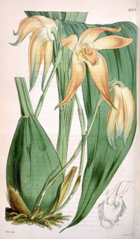 Curtis's botanical magazine. London ; New York [etc.] :Academic Press [etc.]. | "Botanical illustration" Botany Periodicals "Pictorial works" "Plants, Ornamental"  | Vintage Print Reproduction 452712