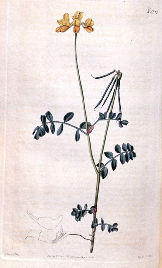 Curtis's botanical magazine. London ; New York [etc.] :Academic Press [etc.]. | "Botanical illustration" Botany Periodicals "Pictorial works" "Plants, Ornamental"  | Vintage Print Reproduction 452714