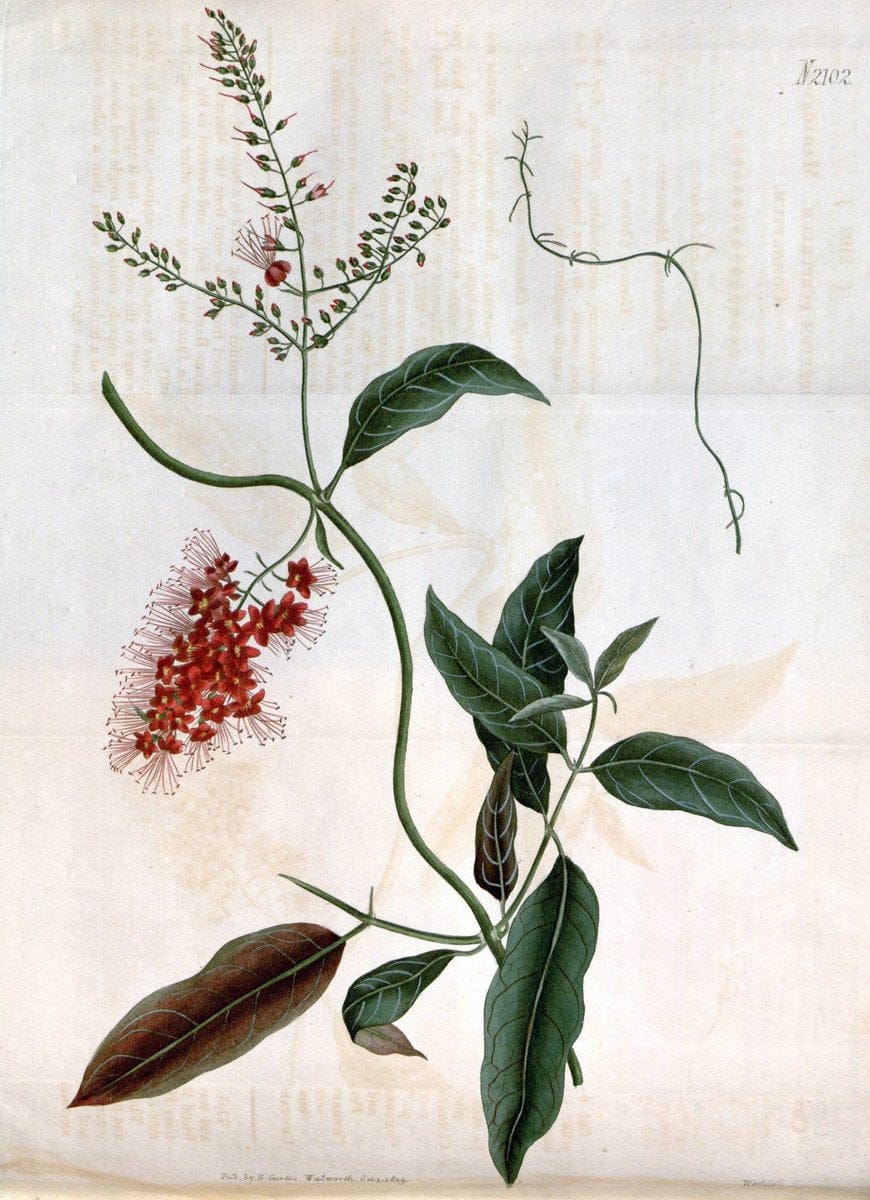 Curtis's botanical magazine. London ; New York [etc.] :Academic Press [etc.]. | "Botanical illustration" Botany Periodicals "Pictorial works" "Plants, Ornamental"  | Vintage Print Reproduction 452715
