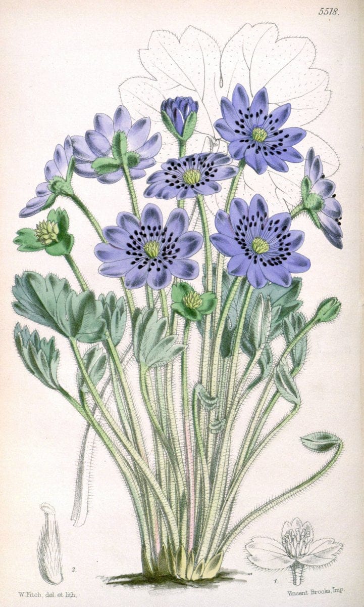 Curtis's botanical magazine..London ;New York [etc.] :Academic Press [etc.]. |  | Vintage Print Reproduction 452716