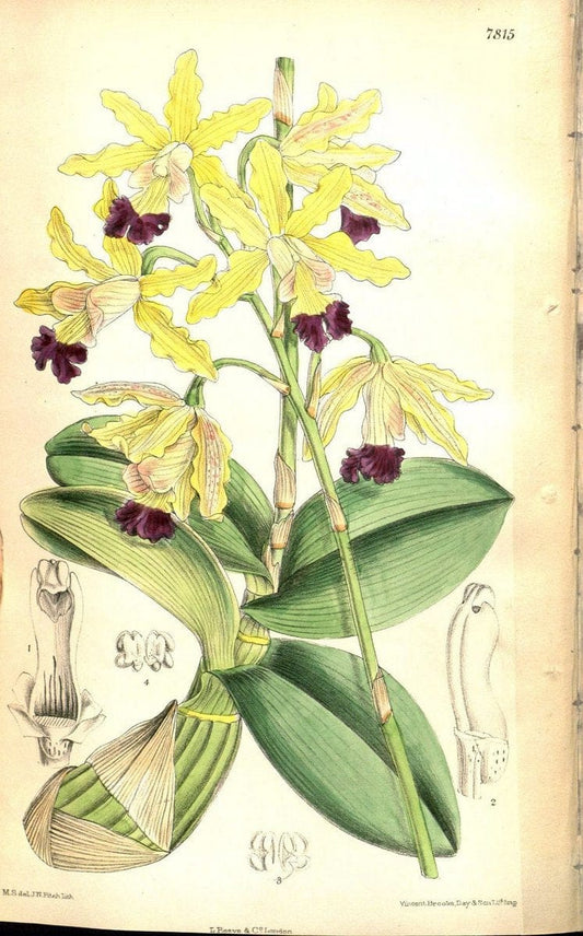 Curtis's botanical magazine. London ;New York [etc.] :Academic Press [etc.]. | Botany Periodicals "Pictorial works"  | Vintage Print Reproduction 452718
