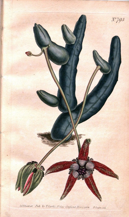 Curtis's botanical magazine. London ;New York [etc.] :Academic Press [etc.]. | Botany Periodicals "Pictorial works"  | Vintage Print Reproduction 452719