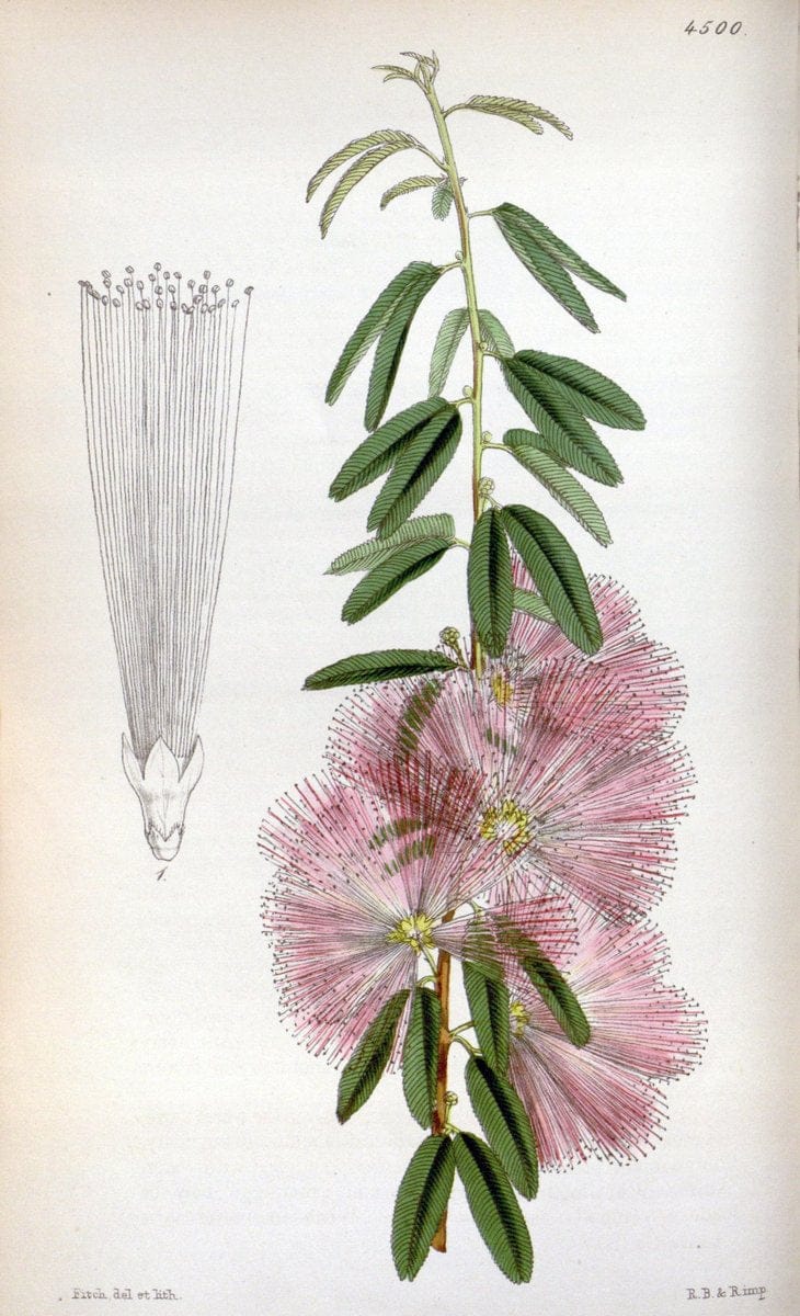 Curtis's botanical magazine. London ;New York [etc.] :Academic Press [etc.]. | Botany Periodicals "Pictorial works"  | Vintage Print Reproduction 452720