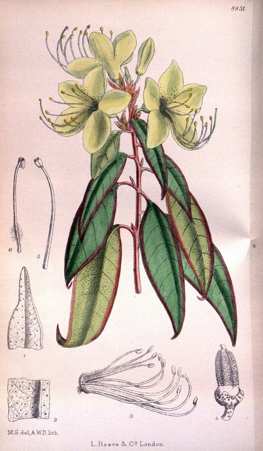 Curtis's botanical magazine. London ; New York [etc.] :Academic Press [etc.]. | "Botanical illustration" Botany Periodicals "Pictorial works" "Plants, Ornamental"  | Vintage Print Reproduction 452721