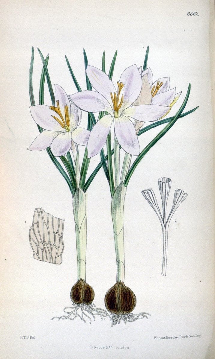 Curtis's botanical magazine. London ; New York [etc.] :Academic Press [etc.]. | "Botanical illustration" Botany Periodicals "Pictorial works" "Plants, Ornamental"  | Vintage Print Reproduction 452723