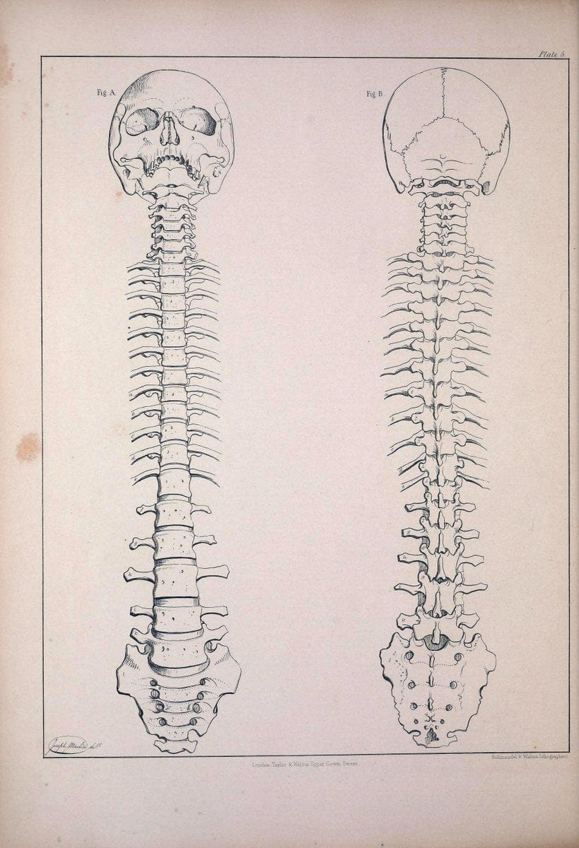 Comparative osteology:.London,Taylor and Walton,1847.  | Bones | Vintage Print Reproduction 452724