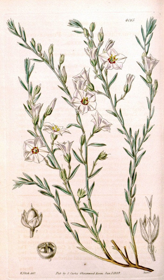 Curtis's botanical magazine. London ; New York [etc.] :Academic Press [etc.]. | "Botanical illustration" Botany Periodicals "Pictorial works" "Plants, Ornamental"  | Vintage Print Reproduction 452725
