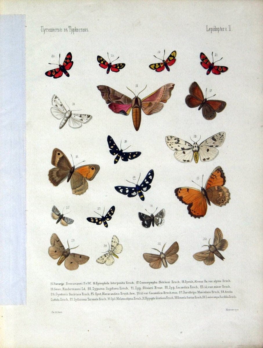 Coloured figures of the birds of the British Islands. v.1London :R. H. Porter,1885-1897. | Vintage Print Reproduction 452726