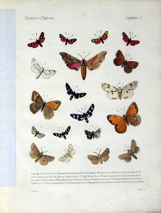 Coloured figures of the birds of the British Islands. v.1London :R. H. Porter,1885-1897. | Vintage Print Reproduction 452726