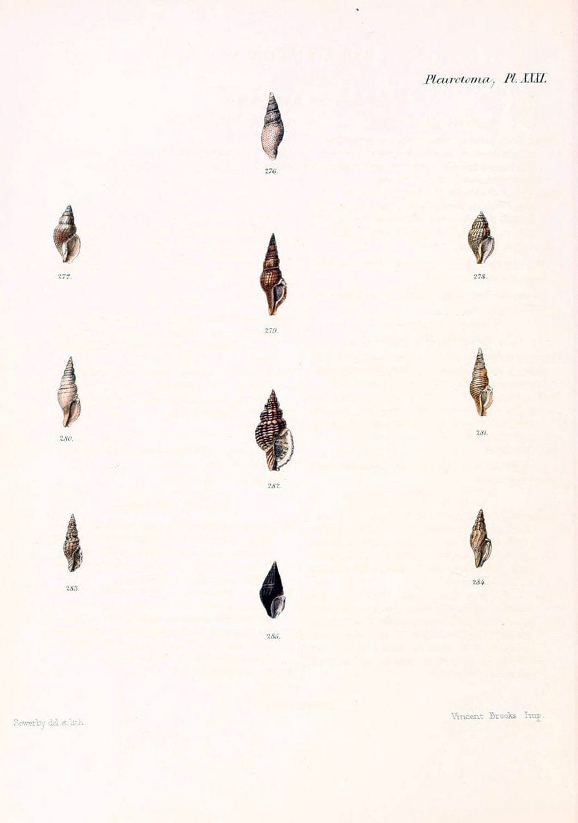 Conchologia iconica, or, Illustrations of the shells of molluscous animals. v.1London :Reeve, Brothers,1843-1878. | Mollusks "Pictorial works" Shells  | Vintage Print Reproduction 452727